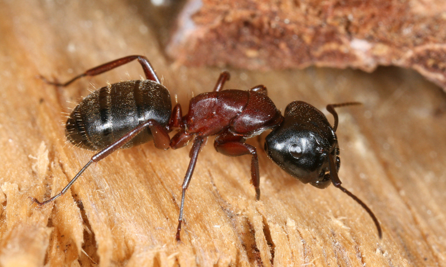 Kinder Wiki